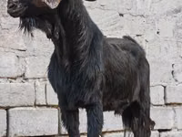 बकरा, Anatolian Black goats — फ़ोटो 3