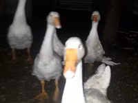 Geese — फ़ोटो 1