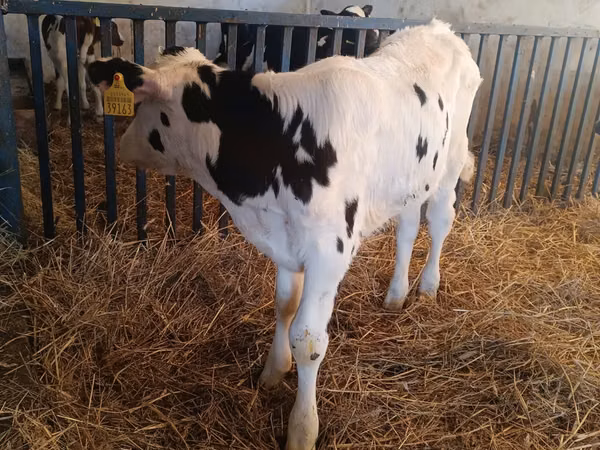 Ng'ombe dume, Russian Black pied cattle