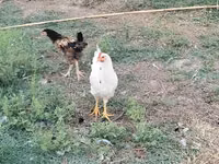 Czech Gold Brindled Hen — picha 1