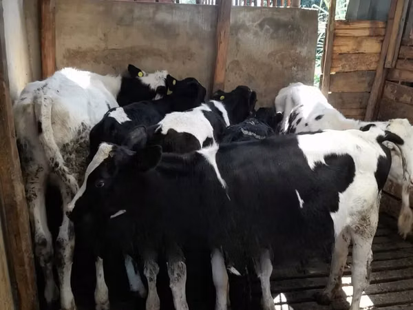 Ng'ombe (kikundi, jinsia haijatajwa), Russian Black pied cattle
