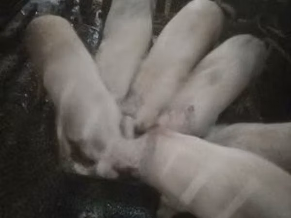 Schweine (Partie, Geschlecht nicht angegeben), 
