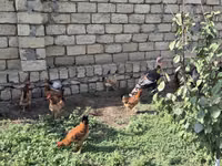 Chickens — 照片 3