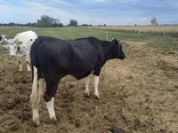 Ng'ombe jike, Banda la Holstein — picha 6