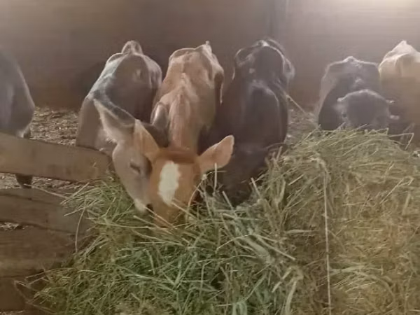 公牛, Cattle