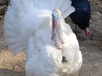 Turkeys — photo 1