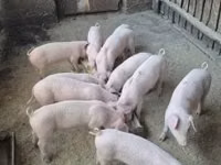Schweine (Partie, Geschlecht nicht angegeben) — Foto 2
