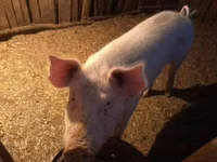 Boar, Pigs — photo 3