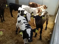 أبقار (دفعة، الجنس غير محدد), Simmental cattle — الصورة 8