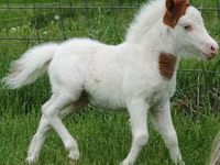 घोड़ी, Miniature horse — फ़ोटो 8