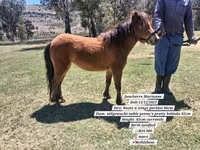 घोड़ा, Miniature horse — फ़ोटो 6