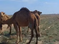 Kamelstute, Nar-Maya camel — Foto 3