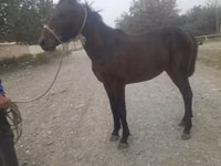 Caballo, Caballos — foto 1