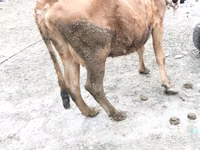गाय, मवेशी — फ़ोटो 2