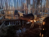 Yegua, Yakutian horse — foto 5