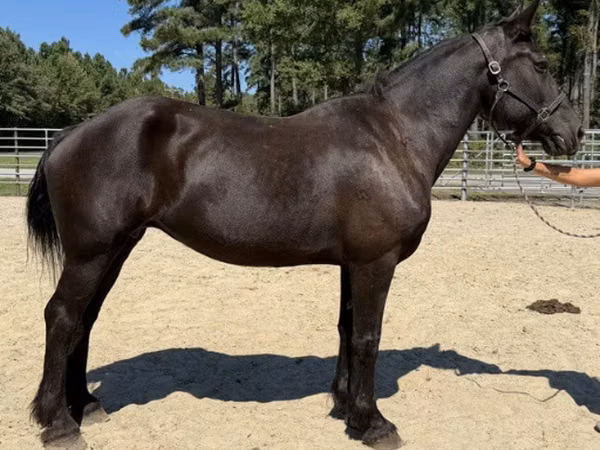 Farasi jike, Percheron