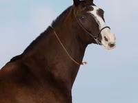 Farasi jike, Akhal-Teke — picha 6