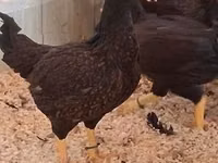 Chickens — picha 2