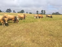 Bull, Aubrac cattle — photo 4
