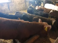Bull, Cattle — photo 5