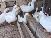 जर्मन पेकिन — फ़ोटो 3