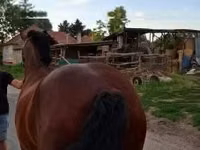 母马, Horses — 照片 1