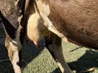 Ng'ombe jike, Swiss cattle — picha 2