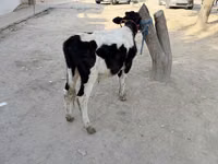 公牛, Russian Black pied cattle — 照片 1