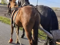 घोड़ी, Hungarian horse breed — फ़ोटो 3
