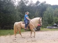 Farasi dume, Rocky Mountain Horse — picha 6