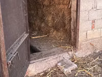 Vând baloți (chipuri) de lucernă cu iarbă (50/50) — الصورة 3
