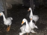 Geese — फ़ोटो 4