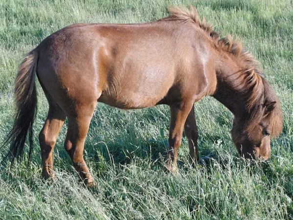 Farasi dume, Farasi