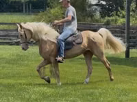 Farasi dume, Rocky Mountain Horse — picha 3