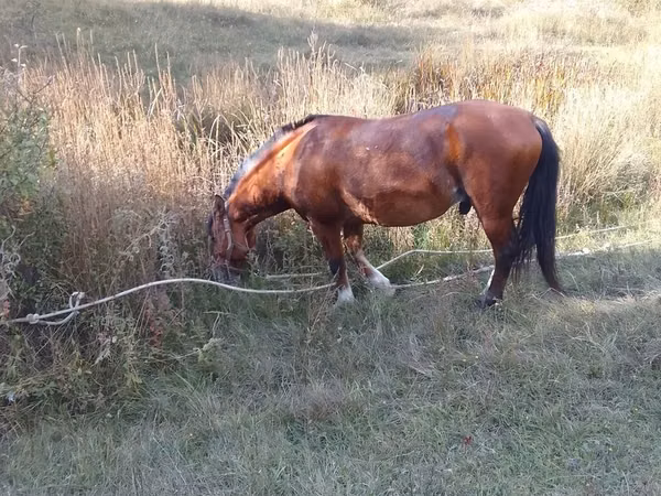 Farasi dume, Karabakh horse