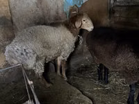 Ram, Rhon sheep — photo 2