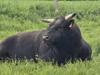Ng'ombe jike, Wagyu — picha 4