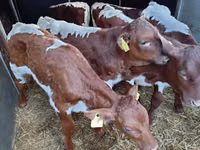 Bulle, Simmental cattle — Foto 2