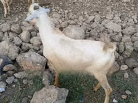 Cabro, Cabras — foto 8