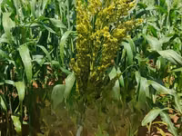 Fodder Mabrouk Sudan Grass — 照片 5
