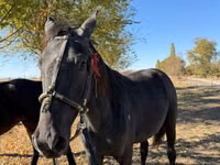 Farasi jike, Horse breed — picha 2