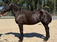 Farasi jike, Percheron — picha 2