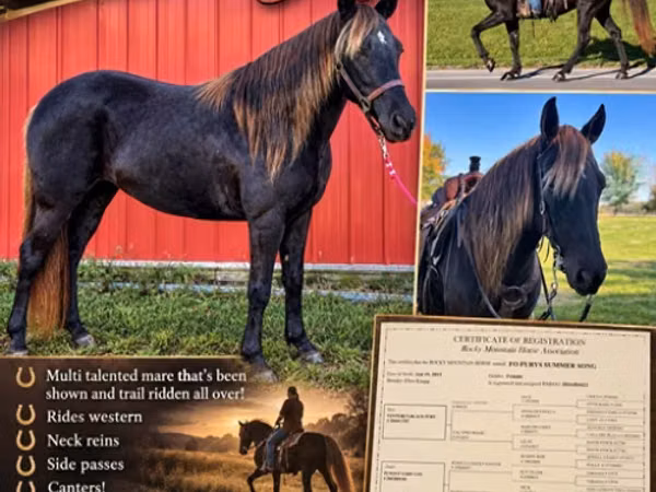 Stute, Rocky Mountain Horse
