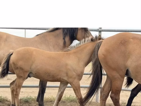 घोड़ा, Mugalzhar horse