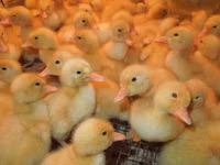 Geese — 照片 5