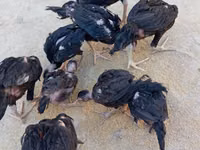 Chickens — 照片 8