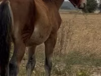 公马, Lipizzaner — 照片 3