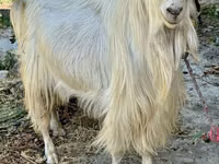 Mbuzi jike, Irish goat — picha 1