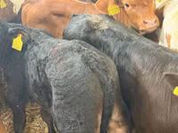 أبقار (دفعة، الجنس غير محدد), Simmental cattle — الصورة 5