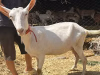 बकरी, Saanen goat — फ़ोटो 1